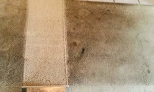 Carpet steam cleaning North shore
